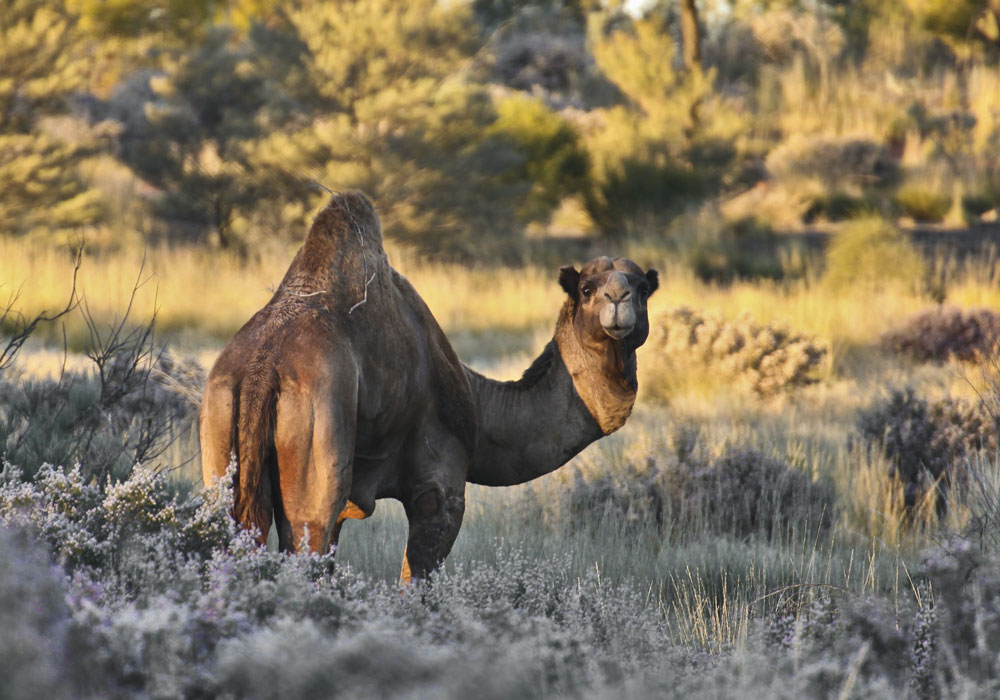 Camel