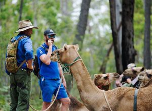 How training camels