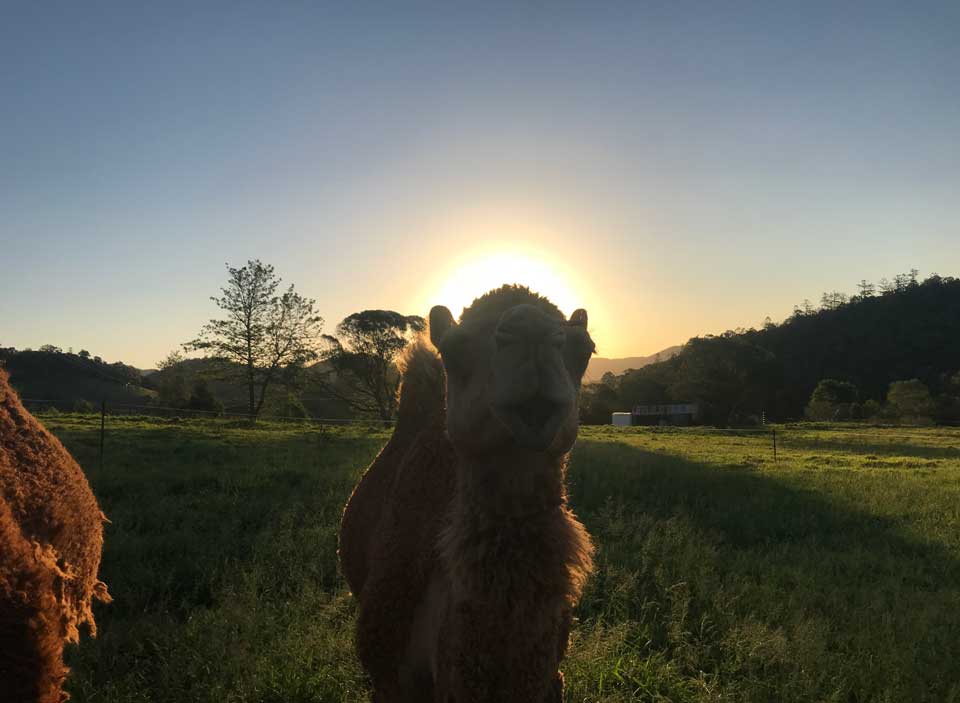 Camel Sun